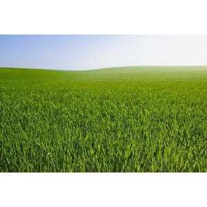  Field of Green Shoots   Peel and Stick Wall Decal by 
