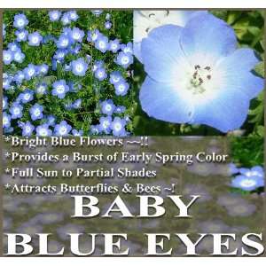  1,000 BABY BLUE EYES Flower Seeds BLUE & WHITE Only 6 12 