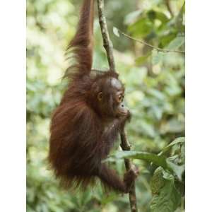  A Orangutan Juvenile Climbs and Hangs on a Slender Tree 