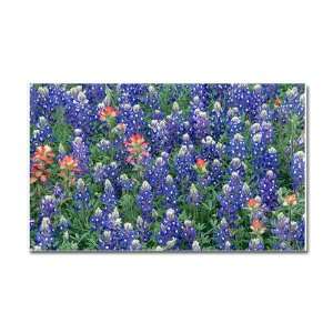  Car Magnet 20 x 12 Texas Bluebonnets: Everything Else