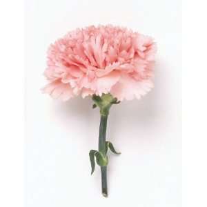 Send Flowers to Albania Hot Pink Carnation   Dergo 