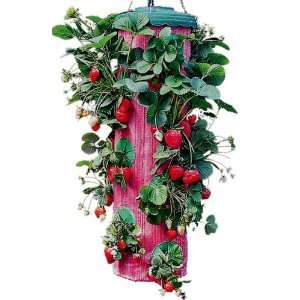   Ventures TT041112 Topsy Turvy Strawberry Planter Patio, Lawn & Garden