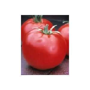  Tomato Celebrity Hybrid Great Garden Vegetable 45 Seeds 