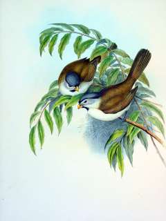 1862 J Gould Antique Bird Print, Grey headed Parrotbill  