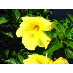  Yellow Hibiscus Patio, Lawn & Garden