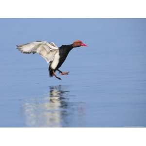  Red Crested Pochard, Male Landing on Water, Lake Geneva 