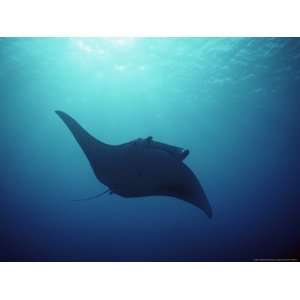  Manta Ray, Yap Islands, Caroline Islands, Micronesia 