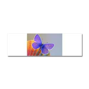  Car Magnet 10 x 3 Xerces Purple Butterfly 