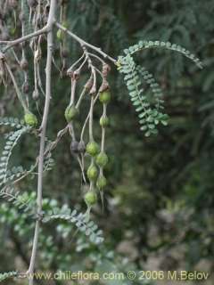 Image of Sophora cassioides (Pelú / Mayu monte / Pilo)