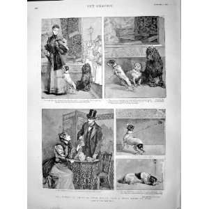   1895 Misery Shopping Dog Ambulance Corps Work Fields: Home & Kitchen