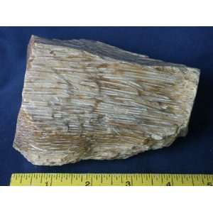   High Grade Louisiana Petrified Palm Wood Log, 12.30.3 