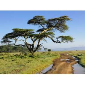 Primitive dirt road and acacia tree, Lake Nakuru National Park, Kenya 
