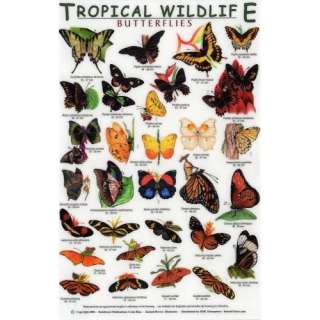  Butterflies (Tropical Wildlife Field Guide) (9781888538175 
