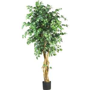  Real Looking 6 Palace Style Ficus Silk Tree Green Colors 