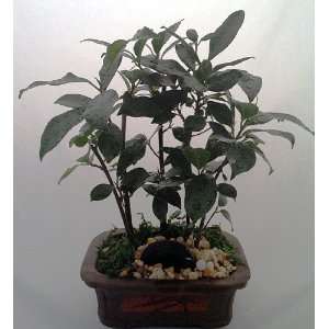 Chinese Ginseng Mini Bonsai Trees   Ficus   Etched Brick Pot:  