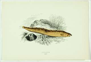 1877 *3 PRINTS* COUCH~DOCTOR FISH Butterfish RUDDERFISH  