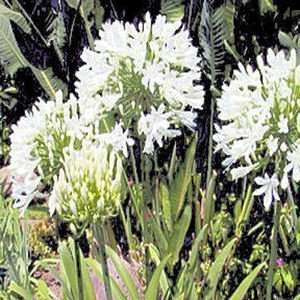  AGAPANTHUS GETTY WHITE white African Lily BULK 500 seeds 