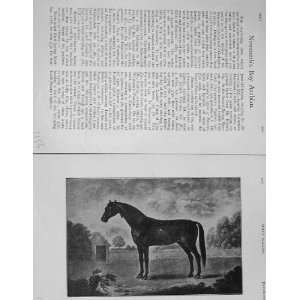    1905 Antique Portrait NewcombS Bay Arabian Horse: Home & Kitchen