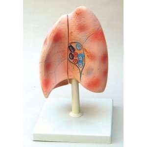  Copernicus   Human Lung Model Toys & Games