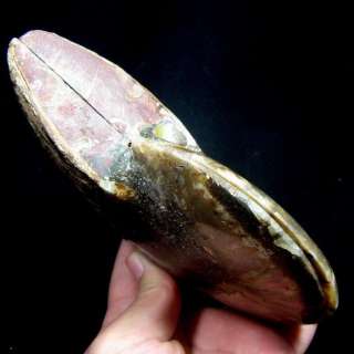 128mm Ammonite Fossil Cut In Half,Africaammd9ixa220  