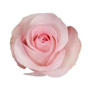  Sweet Akito Light Pink Rose 20 Long   100 Stems Arts 