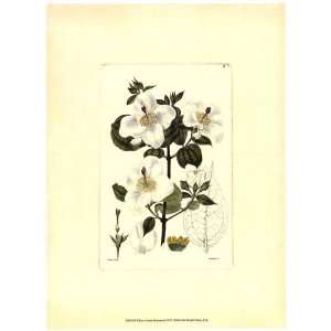  White Curtis Botanical III   Poster by Vision studio (9 