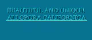PURPLE ALLOPORA CALIFORNICA CORAL SEASHELL SHELL REEF  