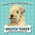 Wheaten Terrier  