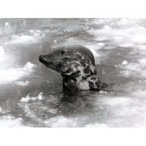  Seal Swimming in Ice Due to Cold Weather at London Zoo 