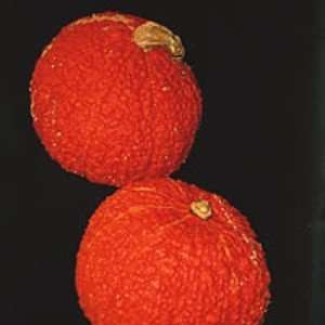  Red Warty Thing 10 Seeds   Squash or Gourd: Patio, Lawn 