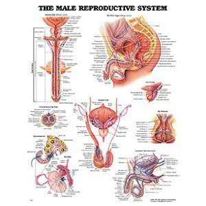 : Anatomical Chart Company Male Reproductive System Anatomical Chart 