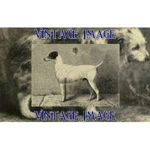   8cm) Gloss Stickers Dogs Fox Terrier 2 Vintage Image