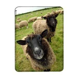 Sheep at Woolly Park Farm, Animal Sanctuary, Wolverton, Warwickshire 