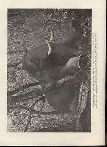India, Big Game Hunting, Rogue Elephants, Boars cm1576  