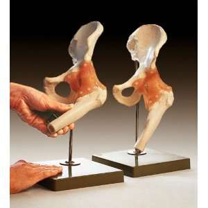 Hip Fully Functional Bone Joint Model SSM:  Industrial 