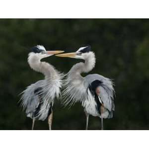  Great Blue Heron Pair Courtship Behavior, Ardea Herodias 