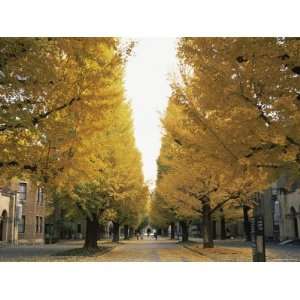  Autumn Foliage, Gingko Trees, Tokyo University, Tokyo 