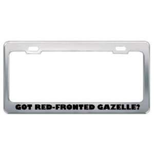 Got Red Fronted Gazelle? Animals Pets Metal License Plate Frame Holder 
