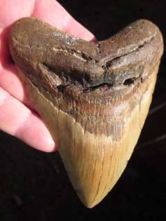 Inch MEGALODON SHARK Tooth Fossil Teeth ATLANTIC USA  