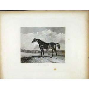    Shakespeare C1843 Antique Print Horse Stallion Male