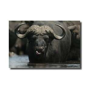  African Buffalo In Deep Water Botswana Giclee Print