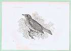 Antique Bird Engraving Sepia Print heavy burned Paper  