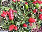 10 Thai Pepper Seeds Small Ornamental and Edible pepper