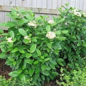  VIBURNUM WINTERTHUR / 1 gallon Potted: Patio, Lawn 