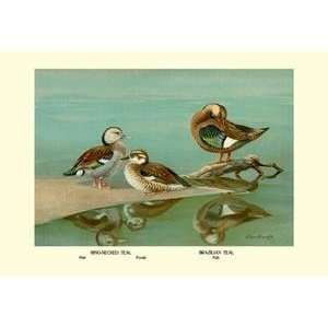   on 12 x 18 stock. Ring Necked and Brazilian Teals: Home & Kitchen