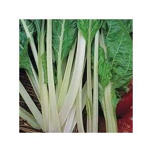  Todds Seeds   Swiss Chard   Lucullus Swiss Chard Seed 