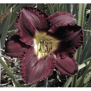  Bela Lugosi Daylily Perennial   Hemerocallis   Potted 