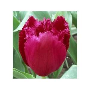  Tulip   Fringed   Burgundy Lace Patio, Lawn & Garden