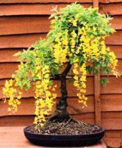 Bonsai or Garden GOLDENCHAIN TREE  