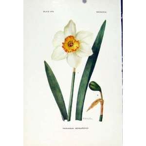  Color Flower Plant Print C1929 Narcissus Bernardino: Home 